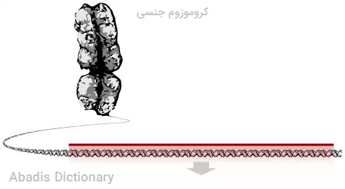 کروموزوم جنسی